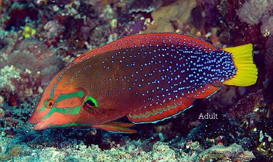  Coris gaimard (Yellow Coris Wrasse)